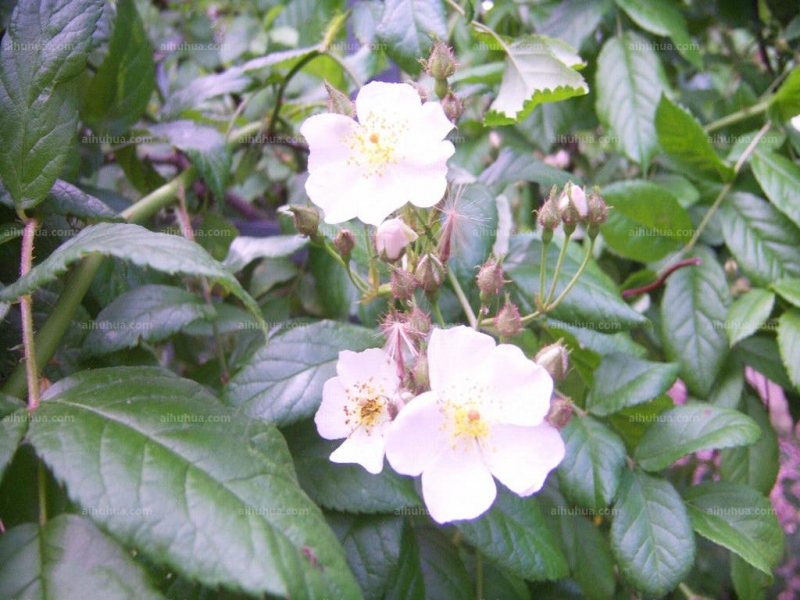 点击大图看下一张：光叶蔷薇图片