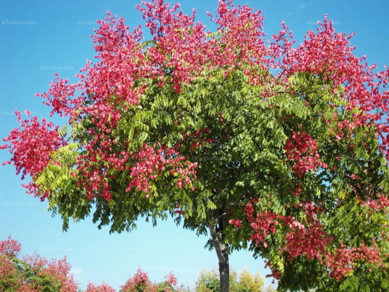 点击大图看下一张：栾树图片