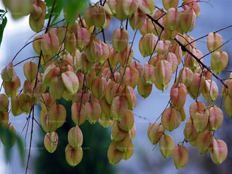 点击大图看下一张：栾树图片