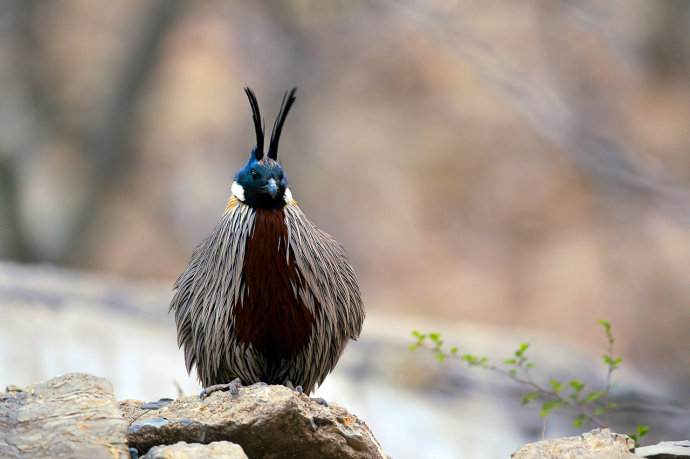 点击大图看下一张：春天和秋天的勺鸡图片