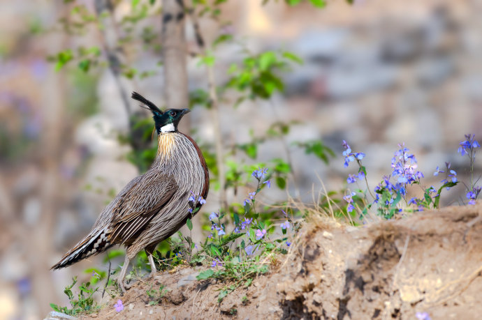 点击大图看下一张：春天和秋天的勺鸡图片