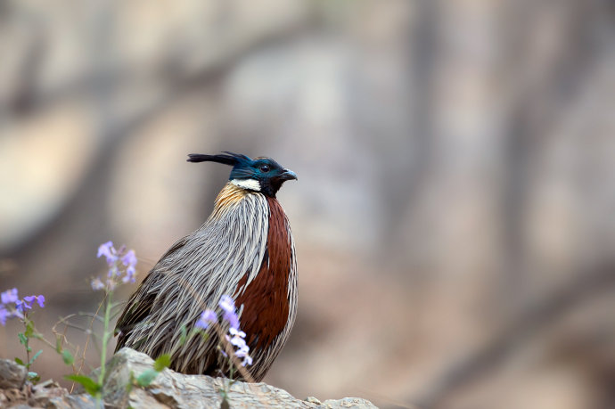 点击大图看下一张：春天和秋天的勺鸡图片