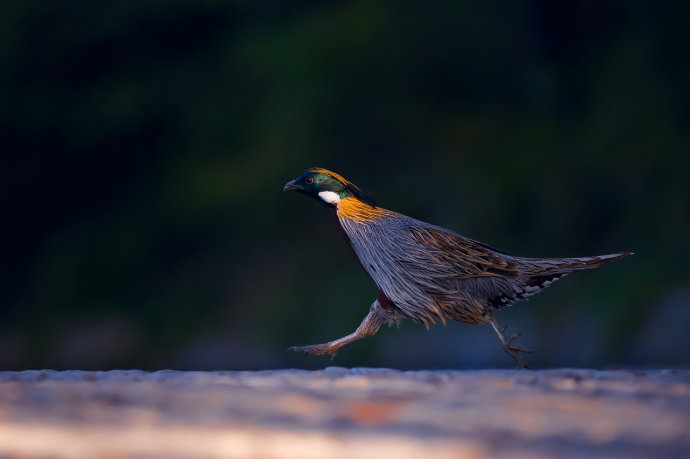 点击大图看下一张:春天和秋天的勺鸡图片
