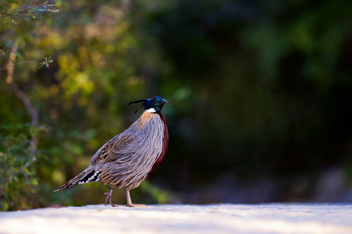点击大图看下一张:春天和秋天的勺鸡图片