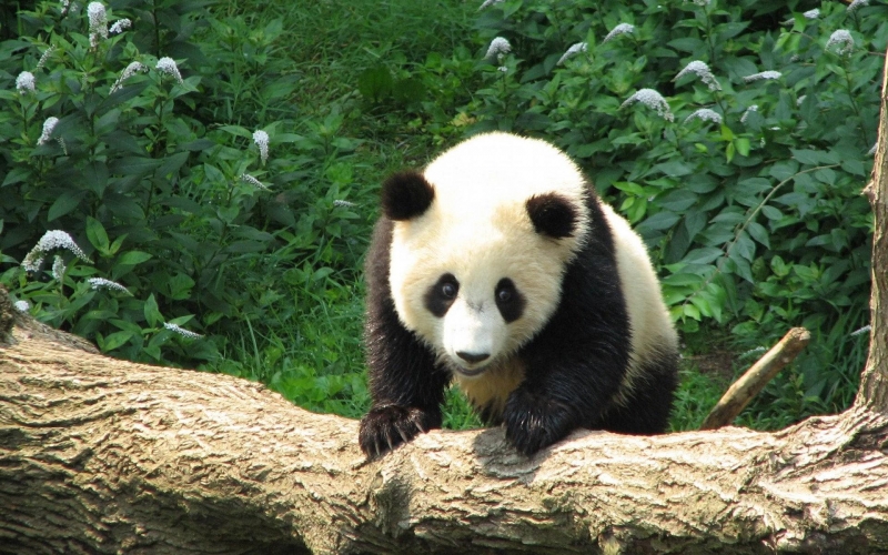 点击大图看下一张：可爱国宝大熊猫图片