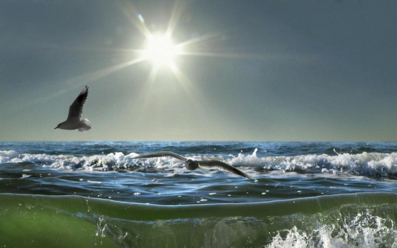 点击大图看下一张：美丽的海鸥图片