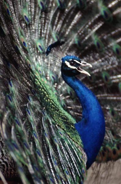 点击大图看下一张：美丽的孔雀开屏图片