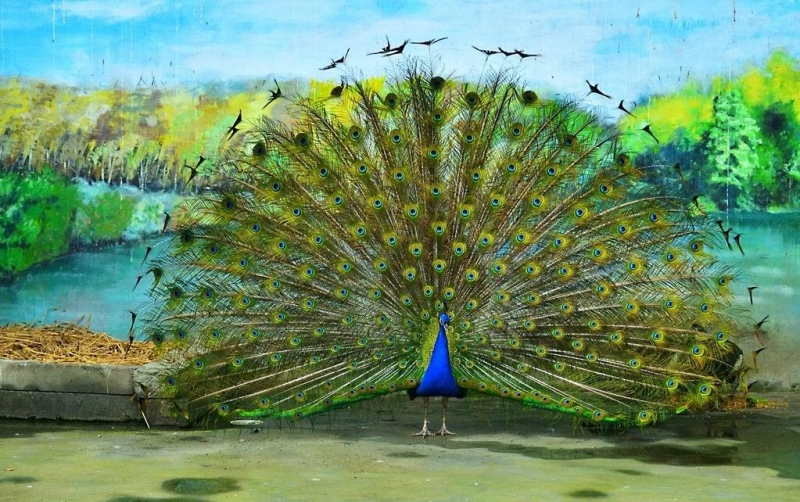 点击大图看下一张:美丽的孔雀开屏图片