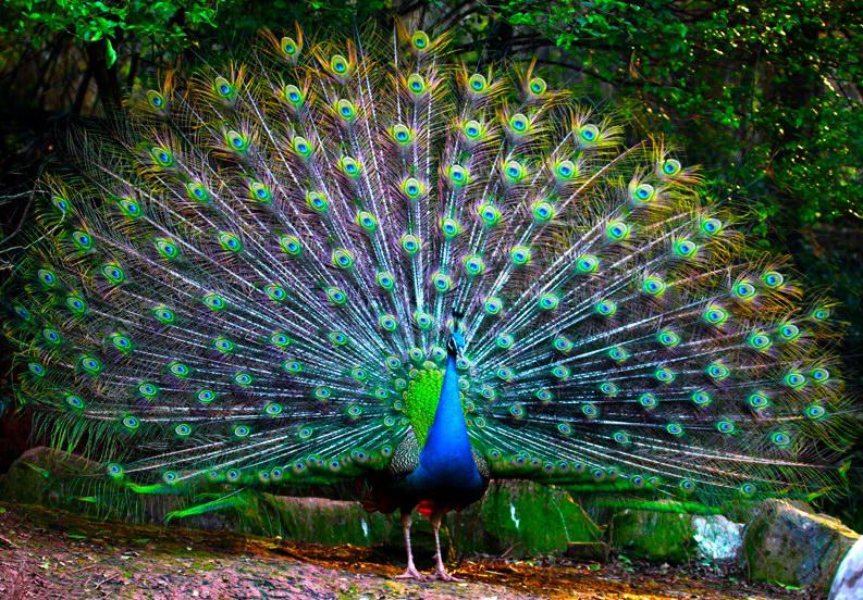 点击大图看下一张:美丽的孔雀开屏图片