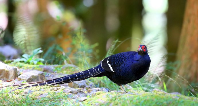 点击大图看下一张:台湾特有鸟类 黑长尾雉图片