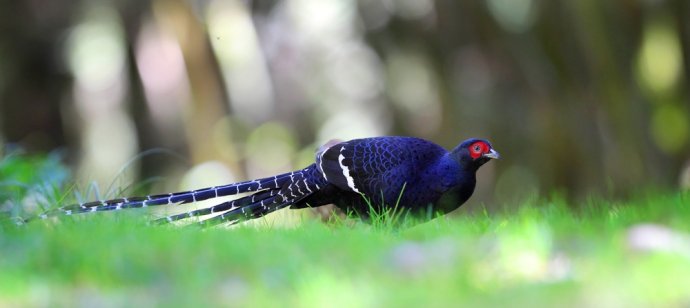 点击大图看下一张：台湾特有鸟类 黑长尾雉图片