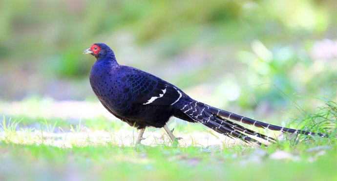 点击大图看下一张：台湾特有鸟类 黑长尾雉图片