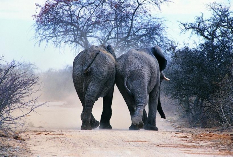 点击大图看下一张：温馨大象家庭图片