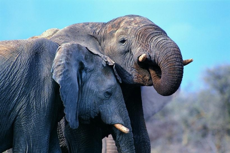 点击大图看下一张：温馨大象家庭图片