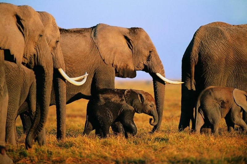 点击大图看下一张：温馨大象家庭图片