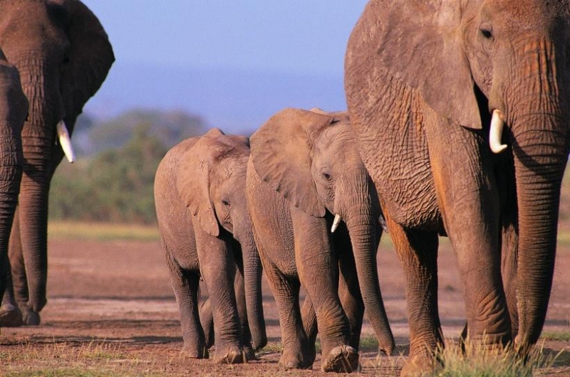 点击大图看下一张：温馨大象家庭图片