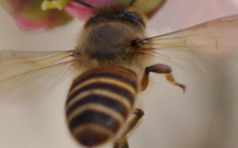 点击大图看下一张：小蜜蜂图片