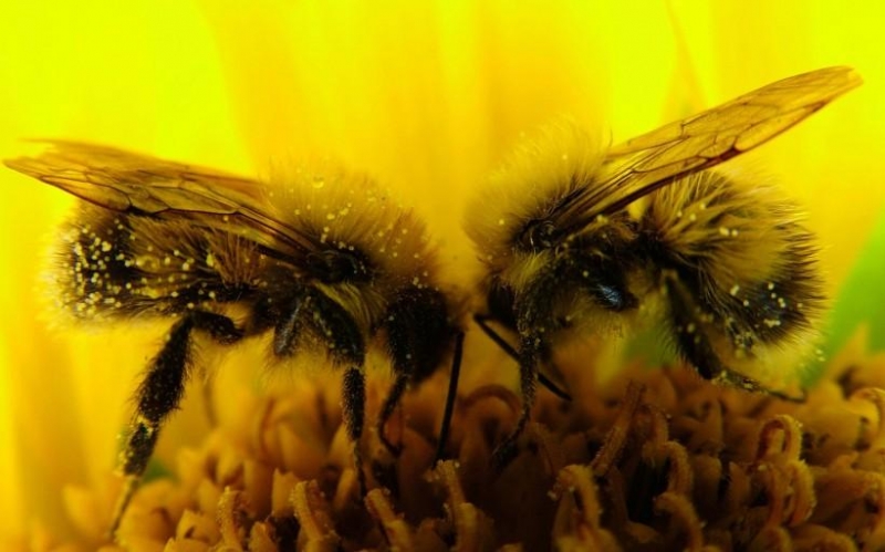 点击大图看下一张：小蜜蜂图片