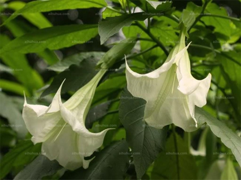 点击大图看下一张：大花曼陀罗图片