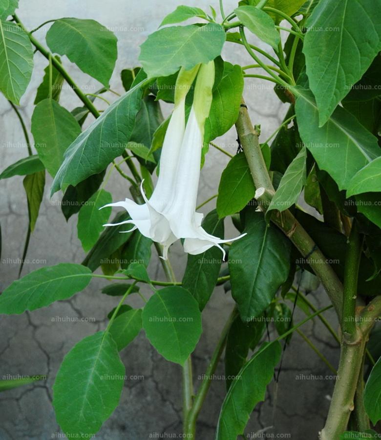 点击大图看下一张：大花曼陀罗图片