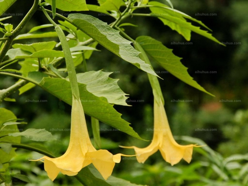 点击大图看下一张：大花曼陀罗图片