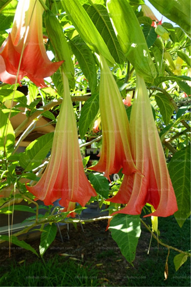 点击大图看下一张:大花曼陀罗图片