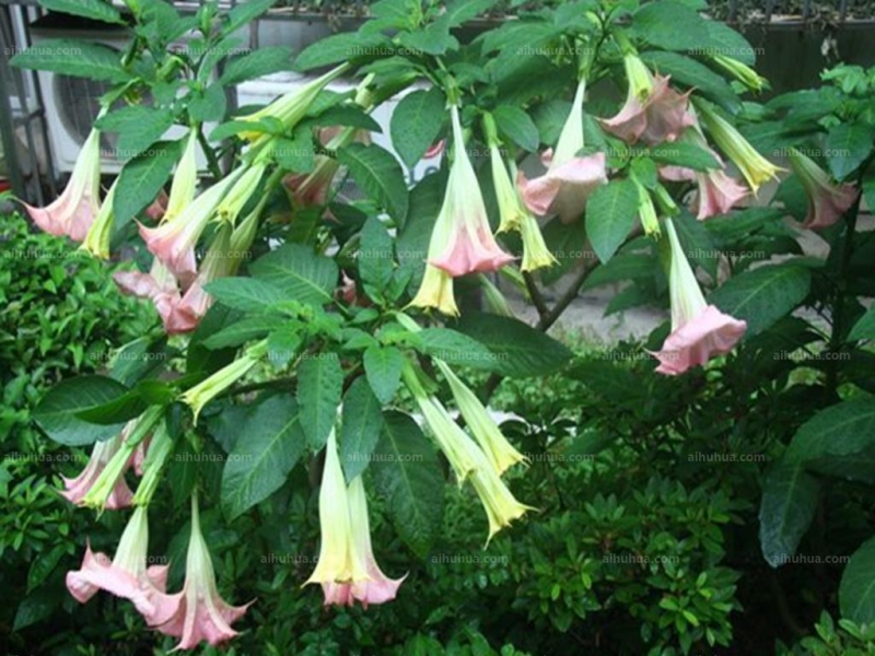 点击大图看下一张：大花曼陀罗图片