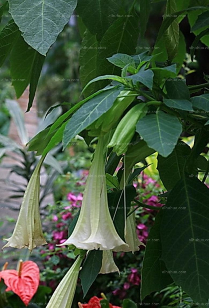 点击大图看下一张：大花曼陀罗图片