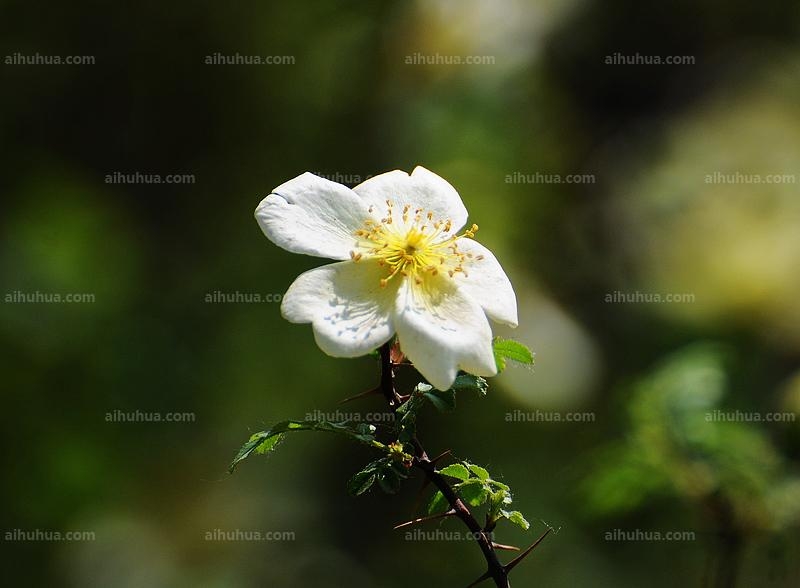 点击大图看下一张：黄刺玫图片