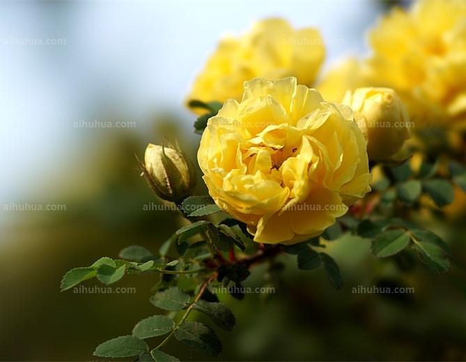 点击大图看下一张：黄刺玫图片