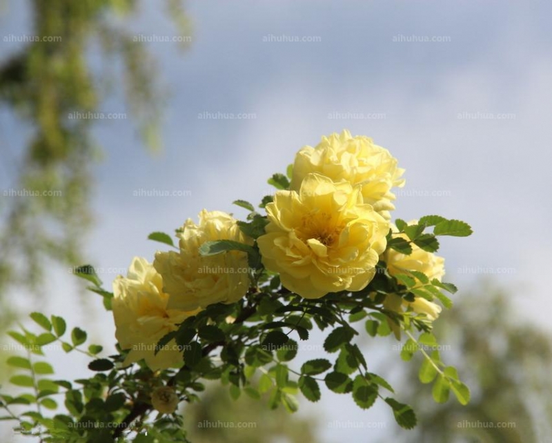 点击大图看下一张：黄刺玫图片
