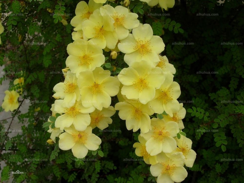 点击大图看下一张：黄刺玫图片