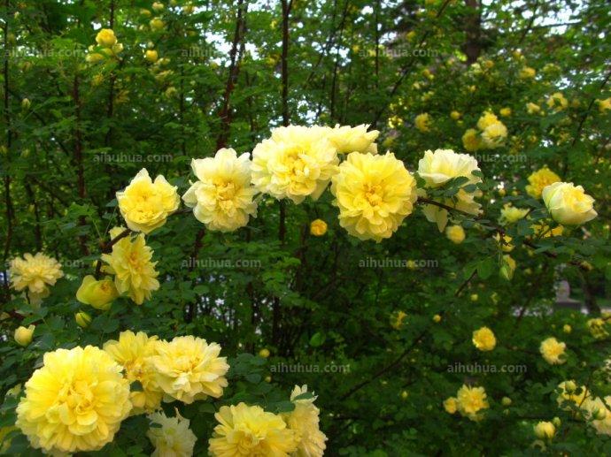 点击大图看下一张:黄刺玫图片