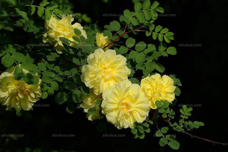 点击大图看下一张:黄刺玫图片