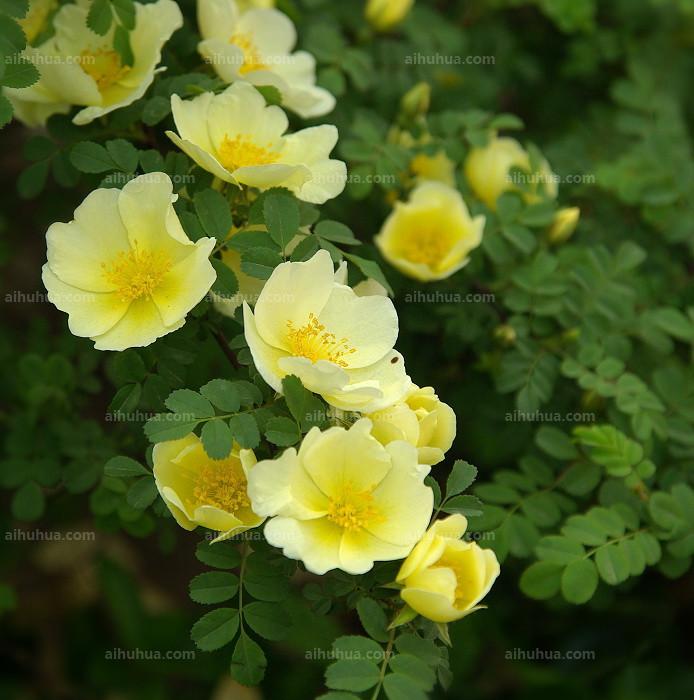 点击大图看下一张:黄刺玫图片