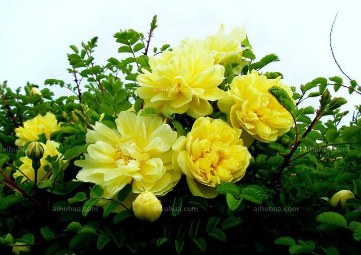 点击大图看下一张：黄刺玫图片