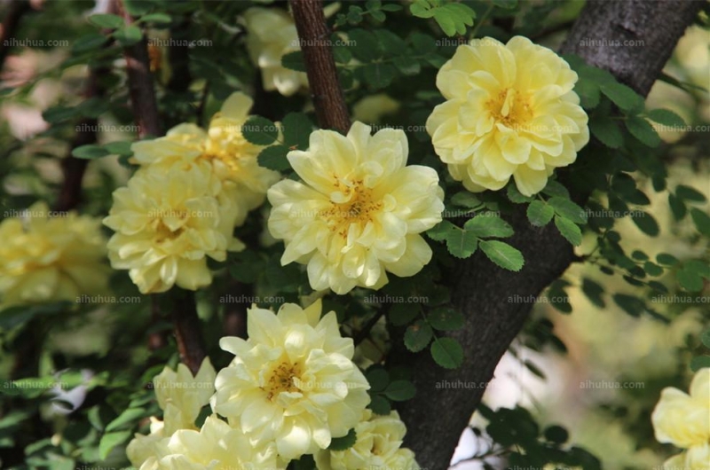 点击大图看下一张：黄刺玫图片