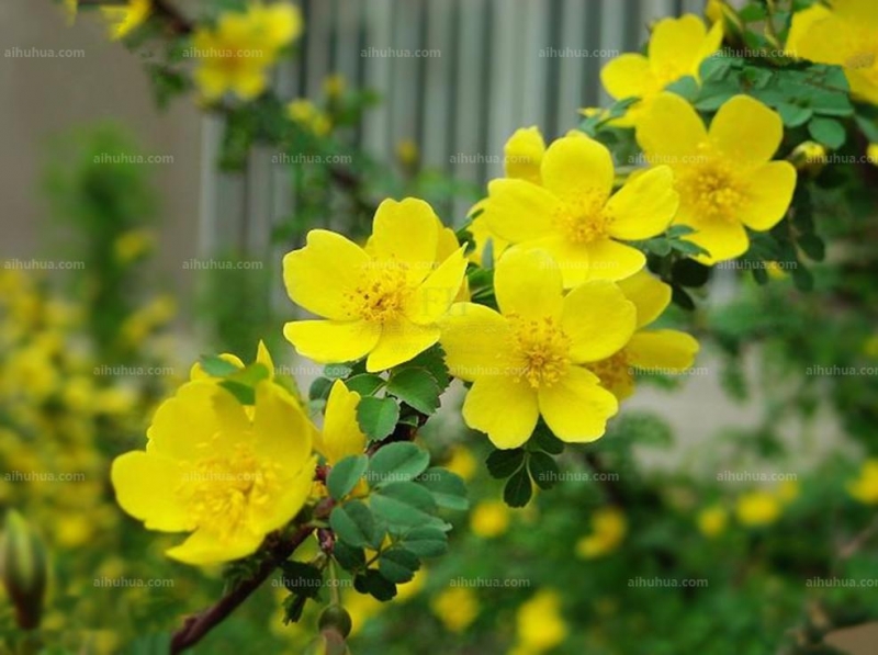 点击大图看下一张：黄刺玫图片