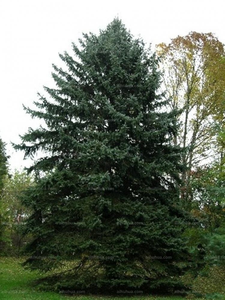 点击大图看下一张：蓝杉图片