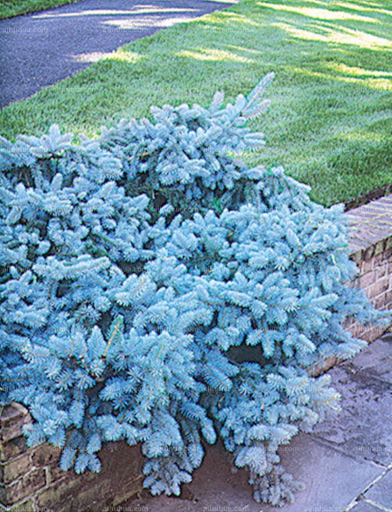 点击大图看下一张：蓝杉图片