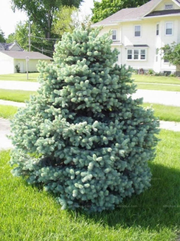 点击大图看下一张：蓝杉图片