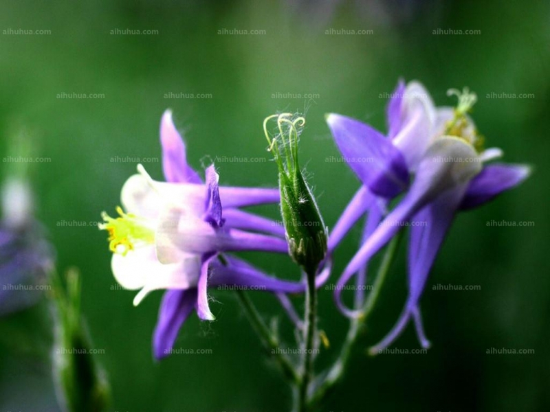 点击大图看下一张:漏斗菜图片