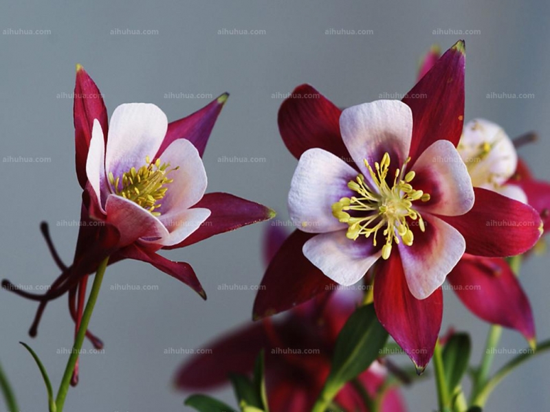 点击大图看下一张：漏斗菜图片