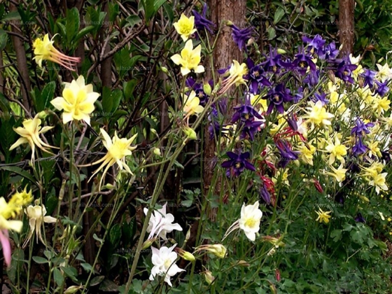 点击大图看下一张：漏斗菜图片