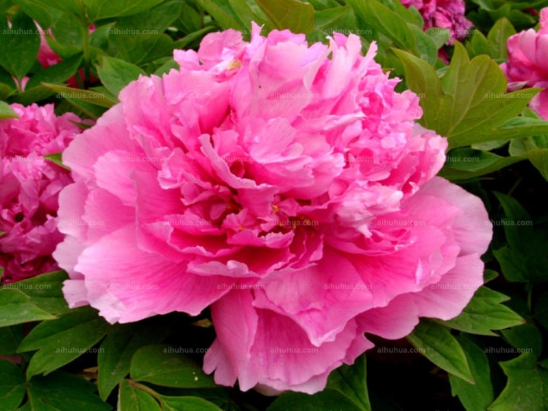 点击大图看下一张:鲁菏红图片