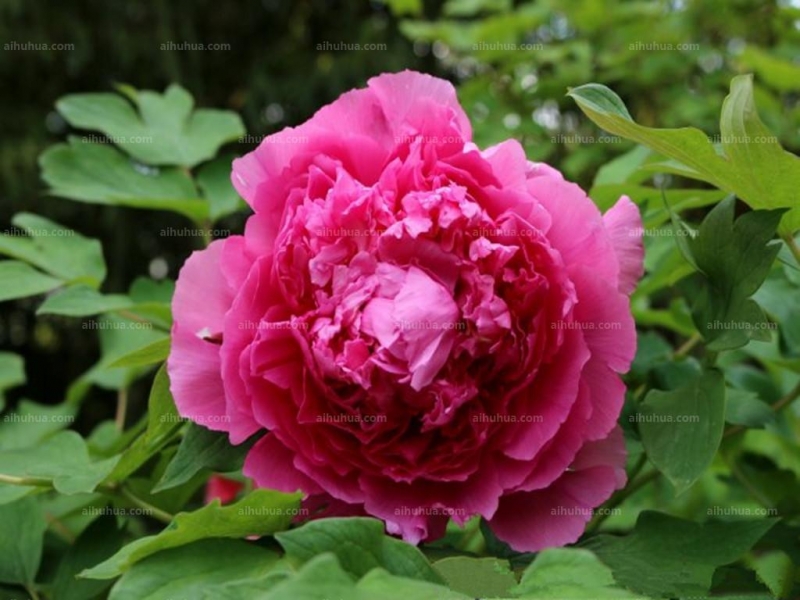 点击大图看下一张:鲁菏红图片