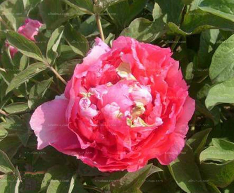 点击大图看下一张:鲁菏红图片