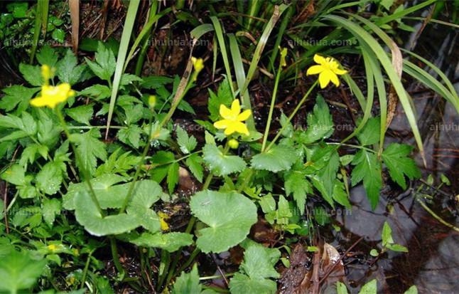 点击大图看下一张：驴蹄草图片