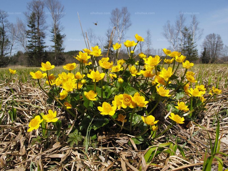 点击大图看下一张：驴蹄草图片