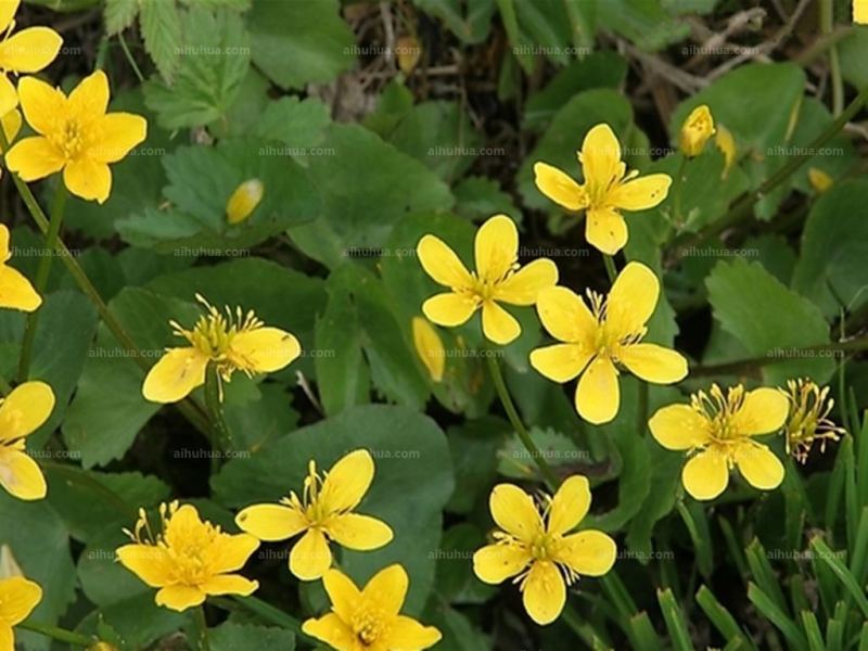 点击大图看下一张:驴蹄草图片